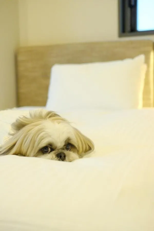 Ici Hotel Asakusabashi Tokyo 3*,